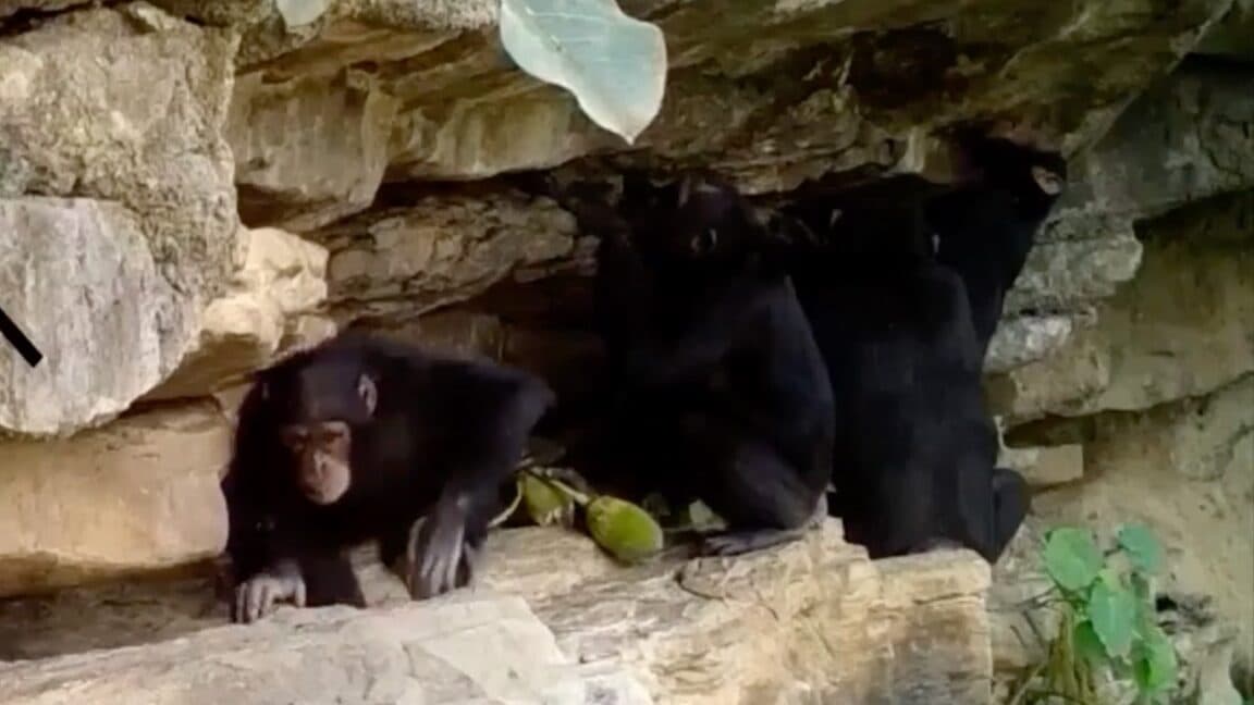 A chimpanzee interacting with tools in a natural habitat